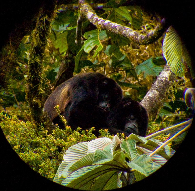 Mantled Howler Monkeys